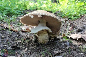 Agaricus augustus (9) (1200 x 800).jpg_product_product_product_product_product